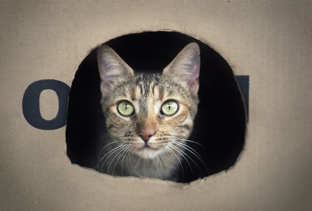 Cats Are Curious by Nature and Love Cardboard Boxes