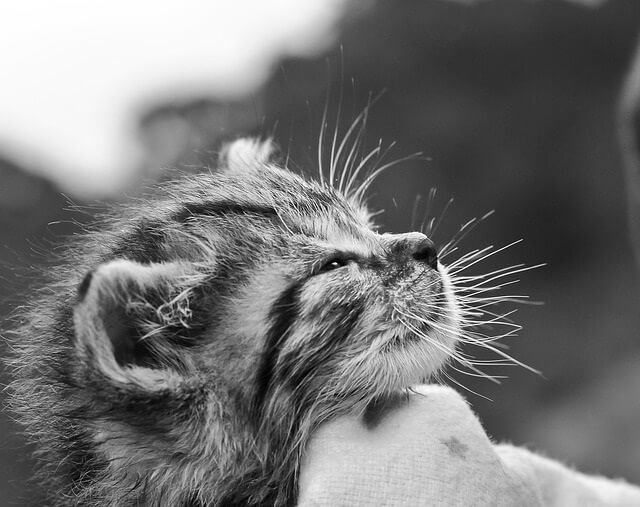Cats Purr When They Are Very Happy