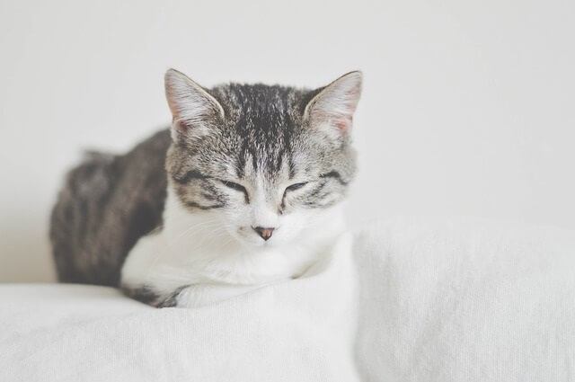 Cats Say 'I Love You' by Blinking Slowly