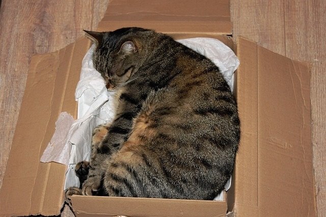 Should You Give Your Cat a Cardboard Box