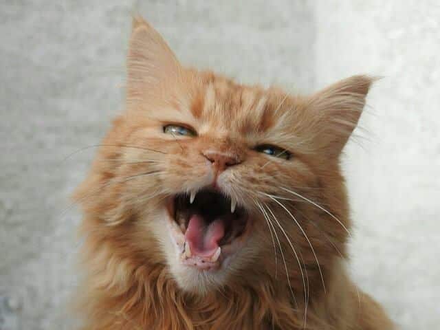 Sometimes They'll Just Meow and Bother You