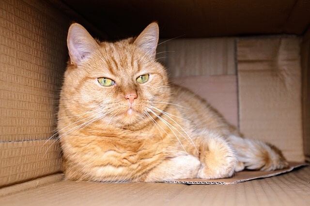 cardboard boxes provide security for cats
