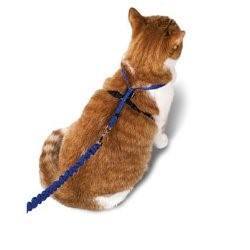 Petsafe Come With Me Kitty Harness