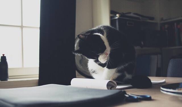 cat sitting on paper because they enjoy it
