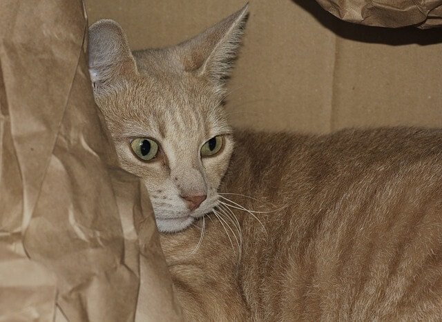 cat that likes scrunched up paper noise