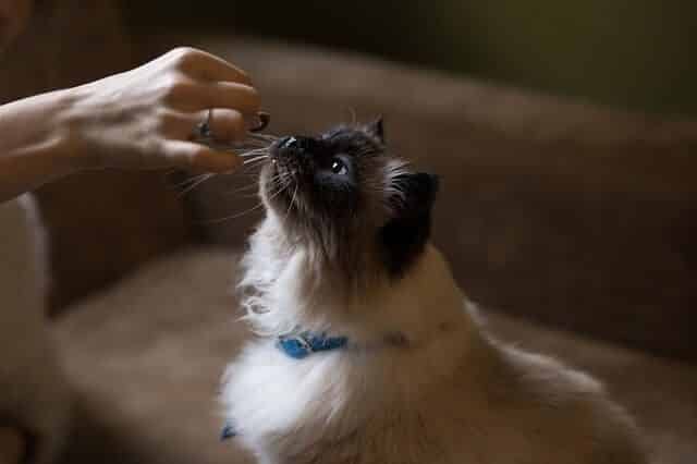 looking at a cats diet to find cause of foul smelling poop