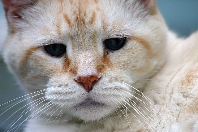older cat with health issues