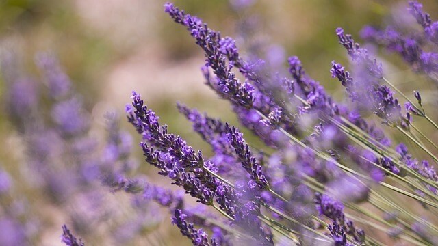 Scents cats dislike and hate lavender