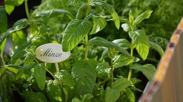 scents cats hate and dislike mint plants