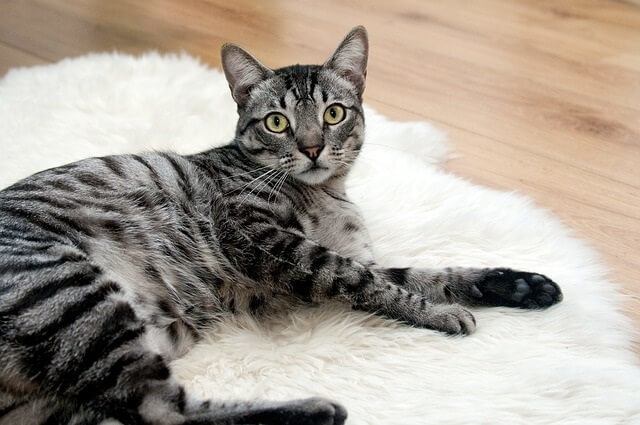 Are There Health Benefits for Cats Eating Olive Oil