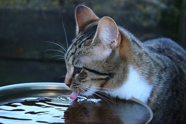 Cat Has Stopped Drinking from Bowl - What to Do