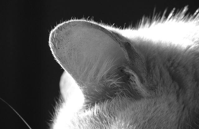 Do Cats Have Better Hearing Than Humans