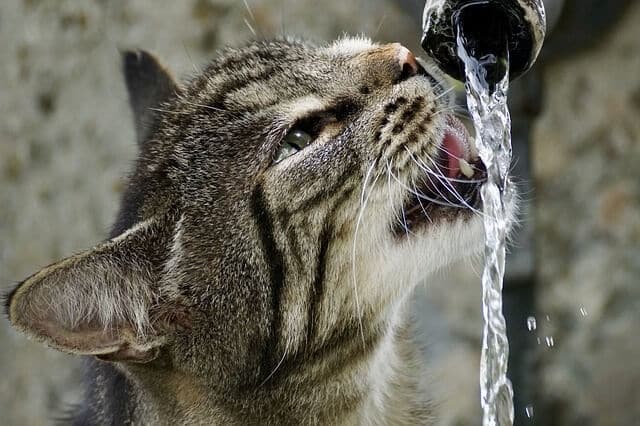 How Long Can Cats Go Without Water