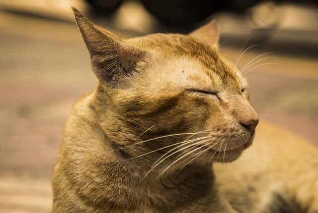 Inflammatory Bowel Disease (IBD) in cats and stomach gurgling noises