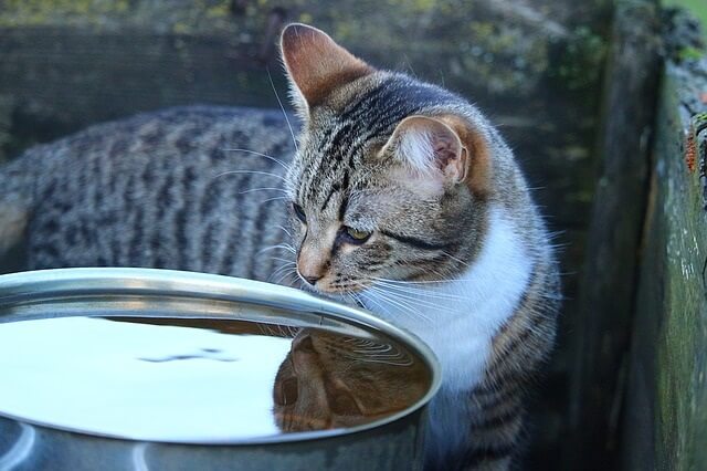 Move their Bowl