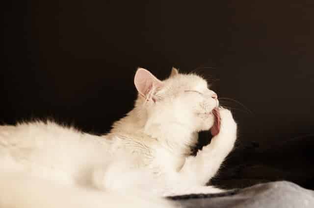 Using Olive Oil to Help Pass Hairballs