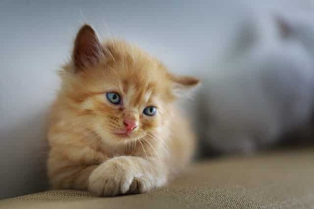 Ways You Can Help Your Teething Kitten