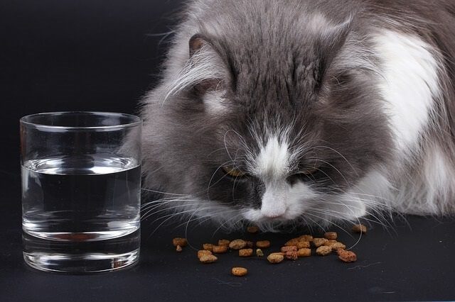 What Causes Cats to Be Constipated