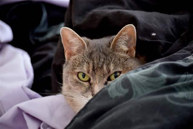 cats have better visibility of the door sleeping at the end of the bed