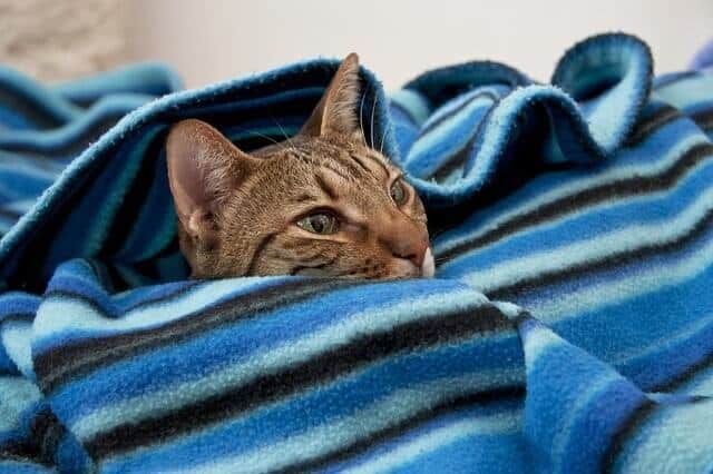 cats really hate High-Frequency Sounds
