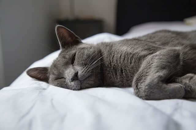 cats sleep on beds because they have more room to relax