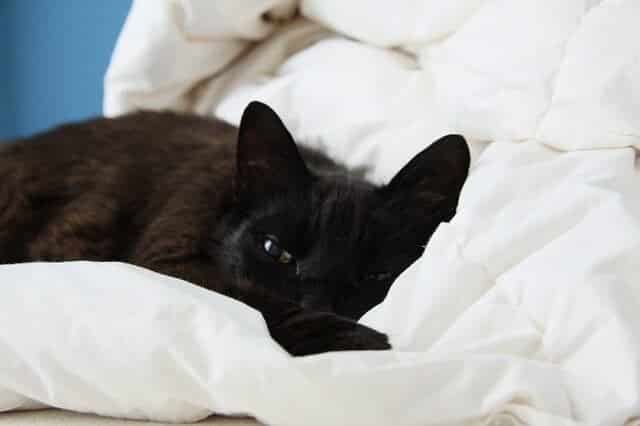 cats sleep on beds to watch over their owners