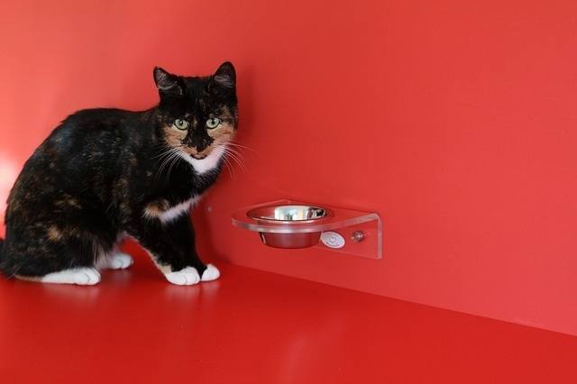 changing a cats bowl to get them drinking again