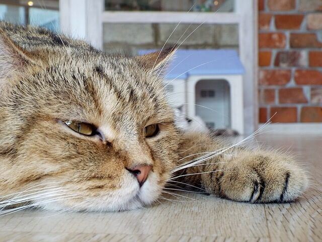 feline constipation and gurgling issues in stomach