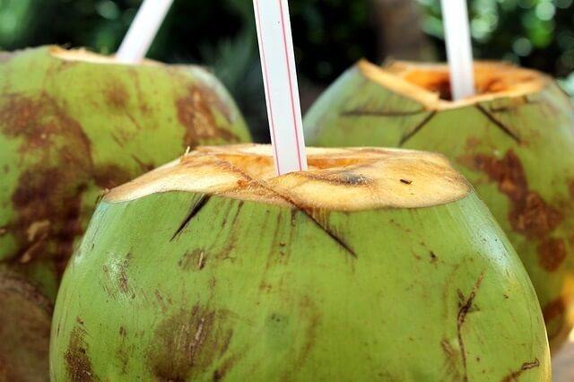 Can Cats Drink Coconut Water