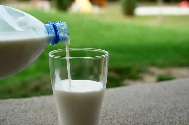 Can Cats Drink Oat Milk