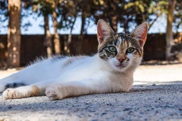 How Long Can a Feral Cat Go Without Eating