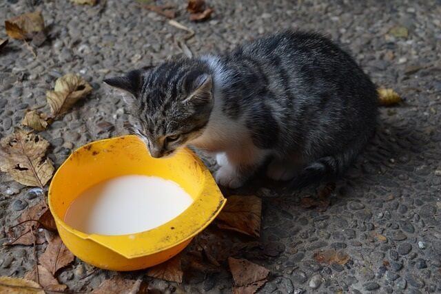 Why Cats Shouldn't Drink Milk