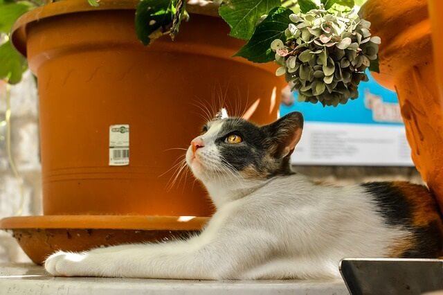 Japanese Names for Calico Cats