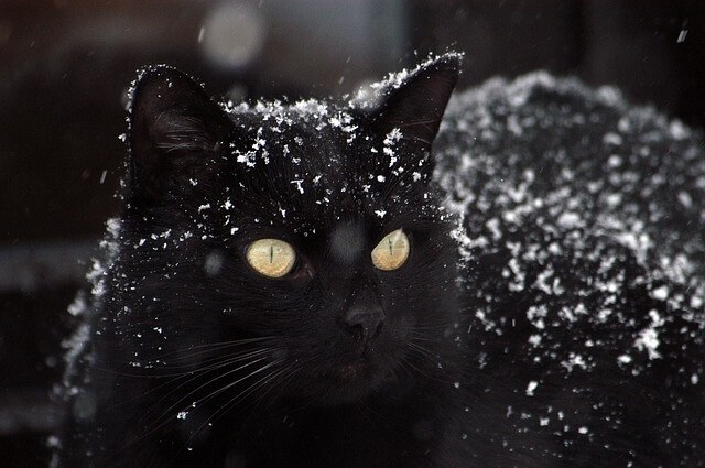 Unique Black Cat Names Beginning with G