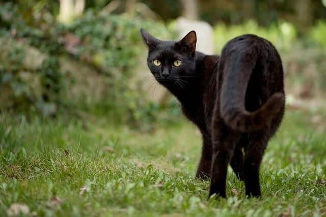 Unique Black Cat Names Beginning with P