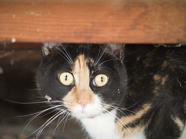 Unusual Calico Cat Names