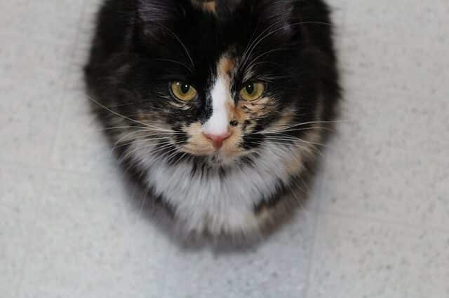 What's the Difference Between Calico and Tortoiseshell Cats