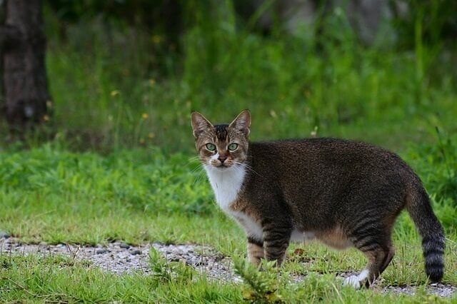 Why Do Cats Have a Primordial Pouch (Sagging Skin)