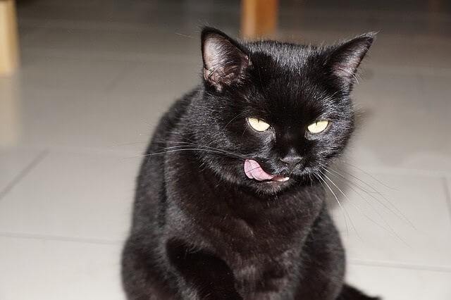 Are Blueberry Muffins Bad for Cats