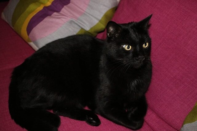 Cotton and Linen - Not a Good Choice for Cats that Scratch