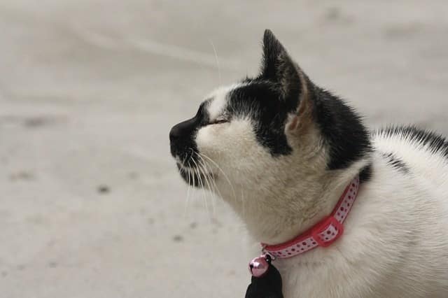 Create Good Air Circulation to Help Cats Stay Cool