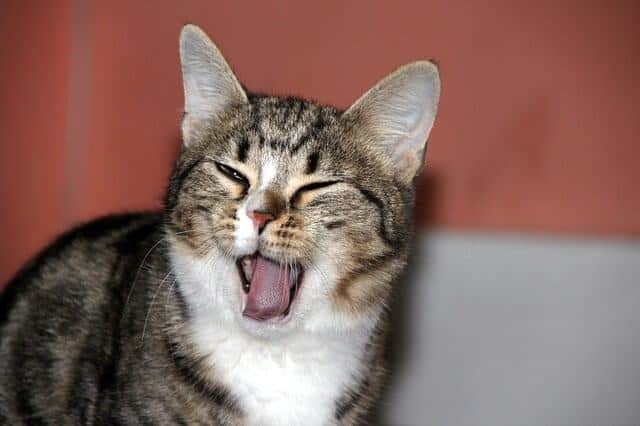 Do Cats Blink to Say 'I Love You'