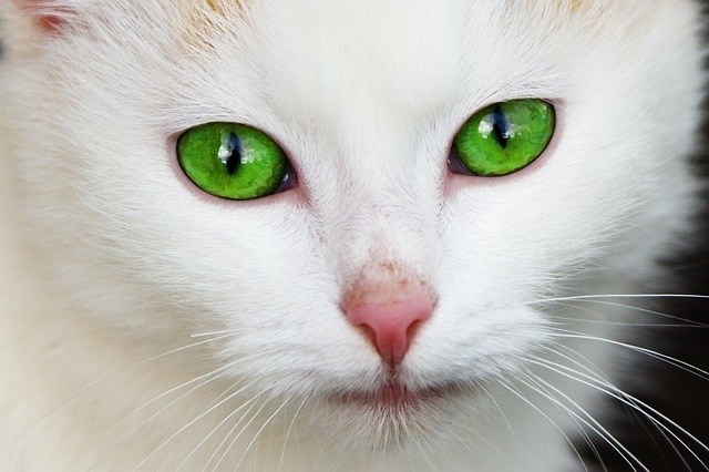 Do Cats Sweat Through Their Nose