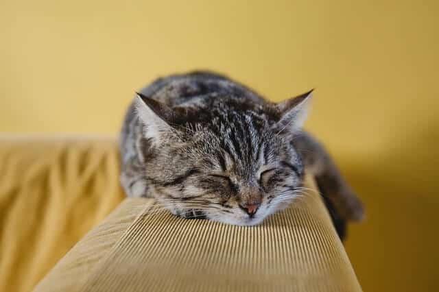 How Do I Stop My Cat Scratching the Sofa