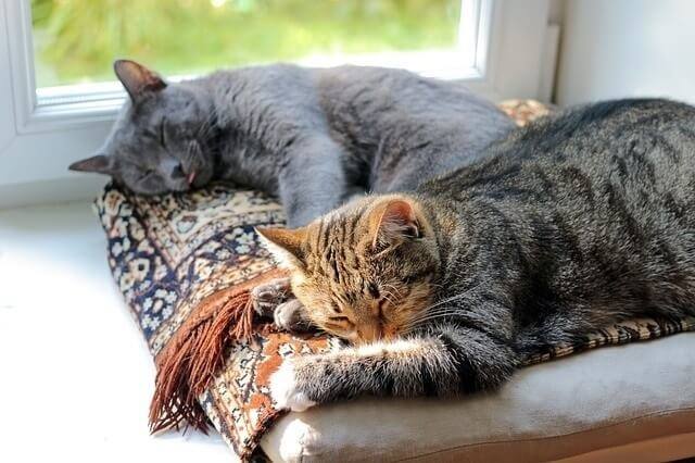 How to Introduce a New Cat into Your Home