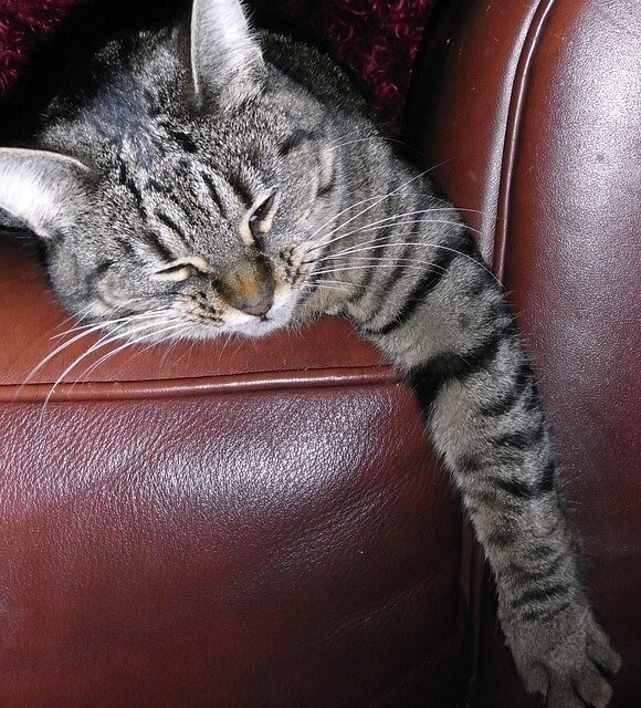 Leather - Not a Good Choice of Material for Cats