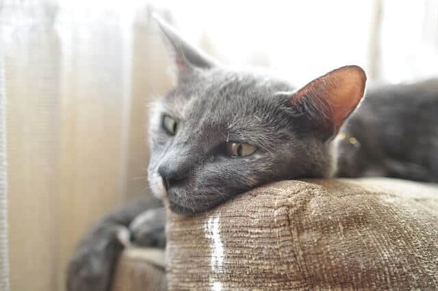 Microfiber Fabrics - The Best Choice For Cats that Scratch