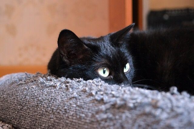 Using scents and things to stop cats scratching your furniture