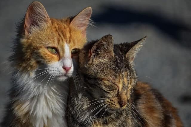 What Does It Mean When a Cat Blinks at You