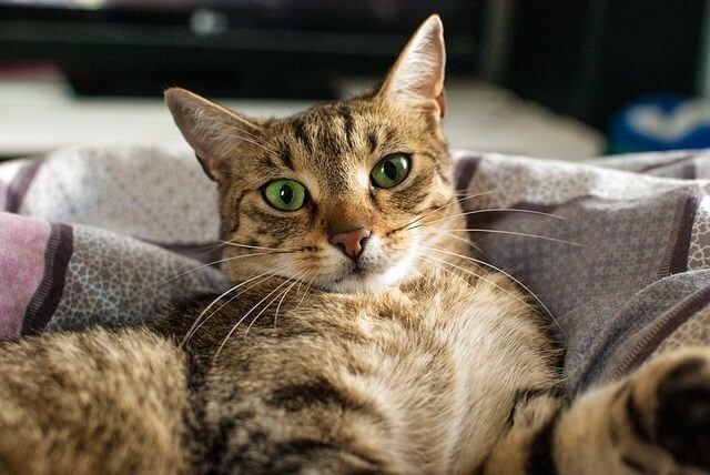 Why Does My Cat Stare at Me Without Blinking